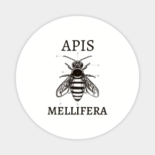 Apis Mellifera Magnet